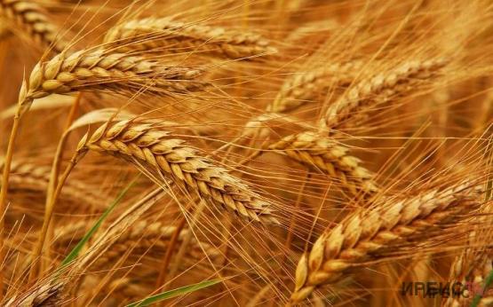 Аграрии Павлодарской области прогнозируют рекордный урожай
